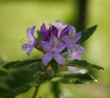 Rhododendron