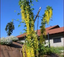 Laburnum watereri 'Vossii'