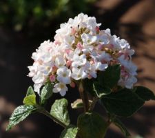 Viorne (Viburnum burkwoodii 'Anne Russel')