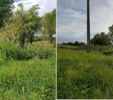 Avant/après abattage des gros arbres et débroussaillage terrain