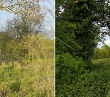 Avant/après abattage des arbres genant le long de la limite séparative