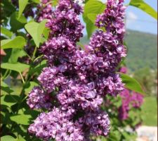 Lilas (Syringa vulgaris) 'Charles Joly'