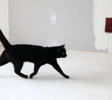 Notre petite chatoune