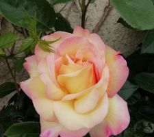 Sur le chantier rien de nouveau Mais le rosier de ma cabane est en fleurs