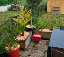 Les arbustes ont été plantés dans la haie... On les remplace par de jolis palmiers qui seront installés plus tard sur le jardin avant! + olivier en promo chez casto