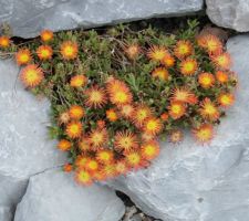 Les floraisons en ce 20 mai 2018