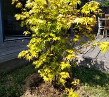 Erable du Japon - Acer palmatum orange dream
