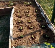 Fraisiers, salades, courgettes