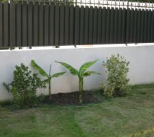 Plantation de trois bananier pour le coté exotique et petit arbuste