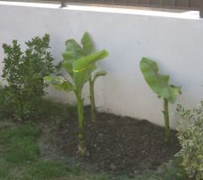 Plantation de trois bananier pour le coté exotique et petit arbuste