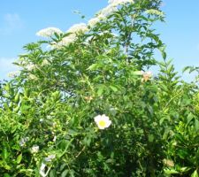 Fleurs dans la haie