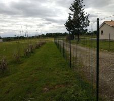 Le grillage : 100 m à poser, c'est beau d'avoir un grand jardin...