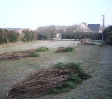 Défrichage du terrain
