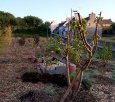 Nos carrés de fraisiers et juste derrière le cerisier planter cet hiver