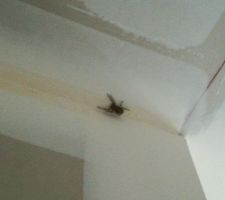 La première habitante et elle est grosse !