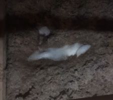 Et voil&agrave; une maison Natilia....avec de la neige qui passe sous la toiture, et l'eau qui coule dans le tableau &eacute;lectrique.
R&eacute;ponse de l'expert: Vous savez, une charpente n'est jamais &eacute;tanche a 100%