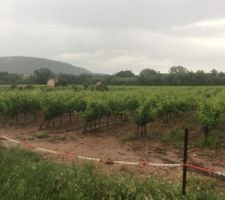 Les vignes sont jolies même sous la pluie !!