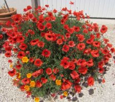 Coquelicot