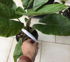 Un petit alocasia odora qui devrait devenir grand