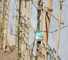 Des poiriers en espalier