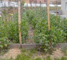 Pois gourmands palissés et tomates ou oignons en inter-rang