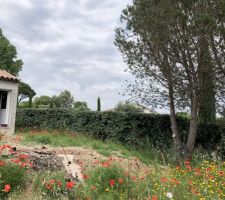 Le jardin entre pins et coquelicots.