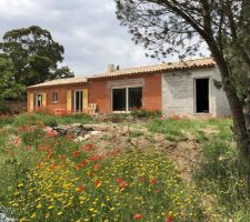 Le jardin printanier envahi de coquelicots ?