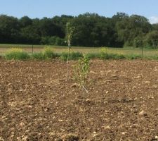 Plantation de 2 pommiers