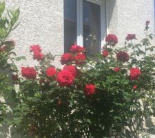 Rosiers devant la chambre de numérobis (plantés au printemps 2013)