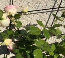 Roses Pierre de Ronsard et treille Ipomée