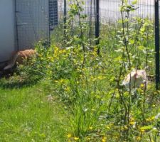 Découverte de la nature pour deux petites chattes. Grande 1ère fois.