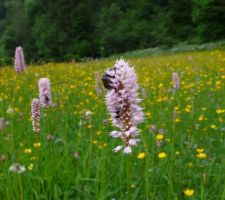 La renouée bistorte est en fleur, les insectes aiment bien on dirait...