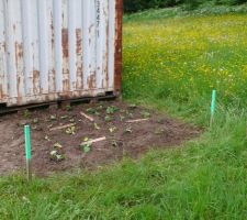 Mon premier potager (parce que des potes âgés, j'en ai déjà depuis longtemps !)