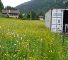 La renouée bistorte est en fleur !