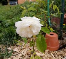 La première rose