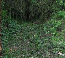 Coupe des aub&eacute;pines qui envahisses une partie du terrain.