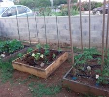 Mise en place des plants