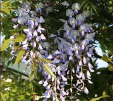 Des grappes tricolores (glycine japonaise, ce n'est pas la très répandue glycine chinoise).