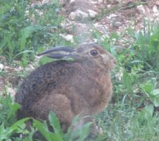 Un intrus sur mon chantier........A moins que ce soit le contraire!!!!