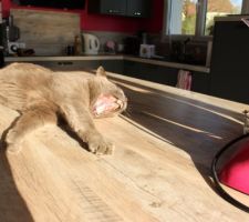 CUISINE, les animaux se plaisent à fond ici.