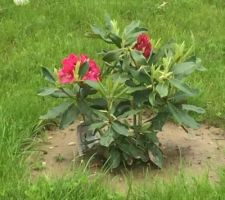 Rhododendron en fleur