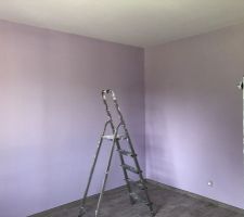 Peinture guittet mauve perruche chambre