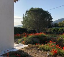 Vue de notre champ de coquelicot