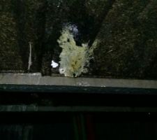Champignon moisissures plafond sous le garage