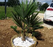 Et voilà mon bébé feuillu de planté, (palmier chanvre) espérons qu'il soit heureux ici et mesure 5 m :)