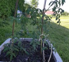 Première plantation de tomates