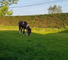 Ma belette,32 ans qui profite du jardin