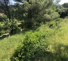 Notre terrain de 1600m2 avec la pluie il a besoin d?ub bon débroussaillage !