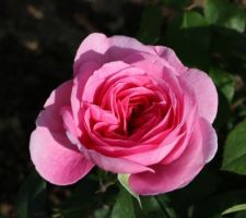 Rosier Gertrude Jekyll, de David Austin