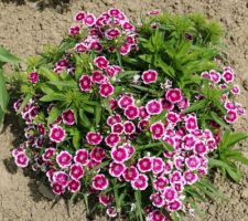 Oeillet de poète (Dianthus barbatus)